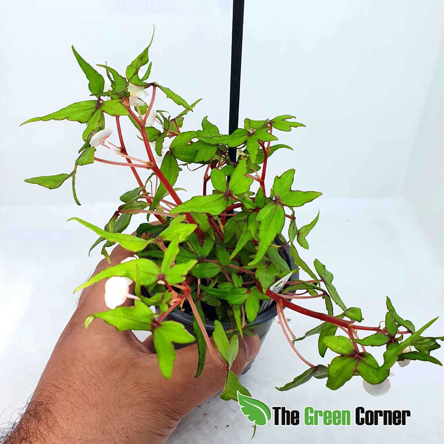 Begonia tripartita . Una planta de colección para tus ecosistemas y terrarios. Impresionantes hojas y crecimiento a solo un clic