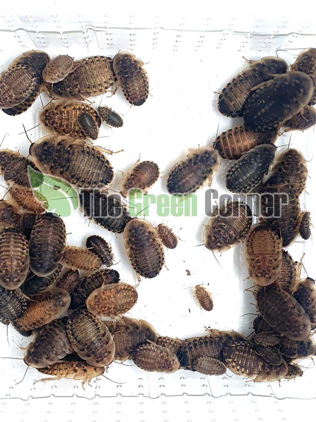 Blaptica Dubia M-L: Con un tamaño maximo de 3 cm.Alimentadas con frutas y verduras de manera natural. un alimento fantastico.