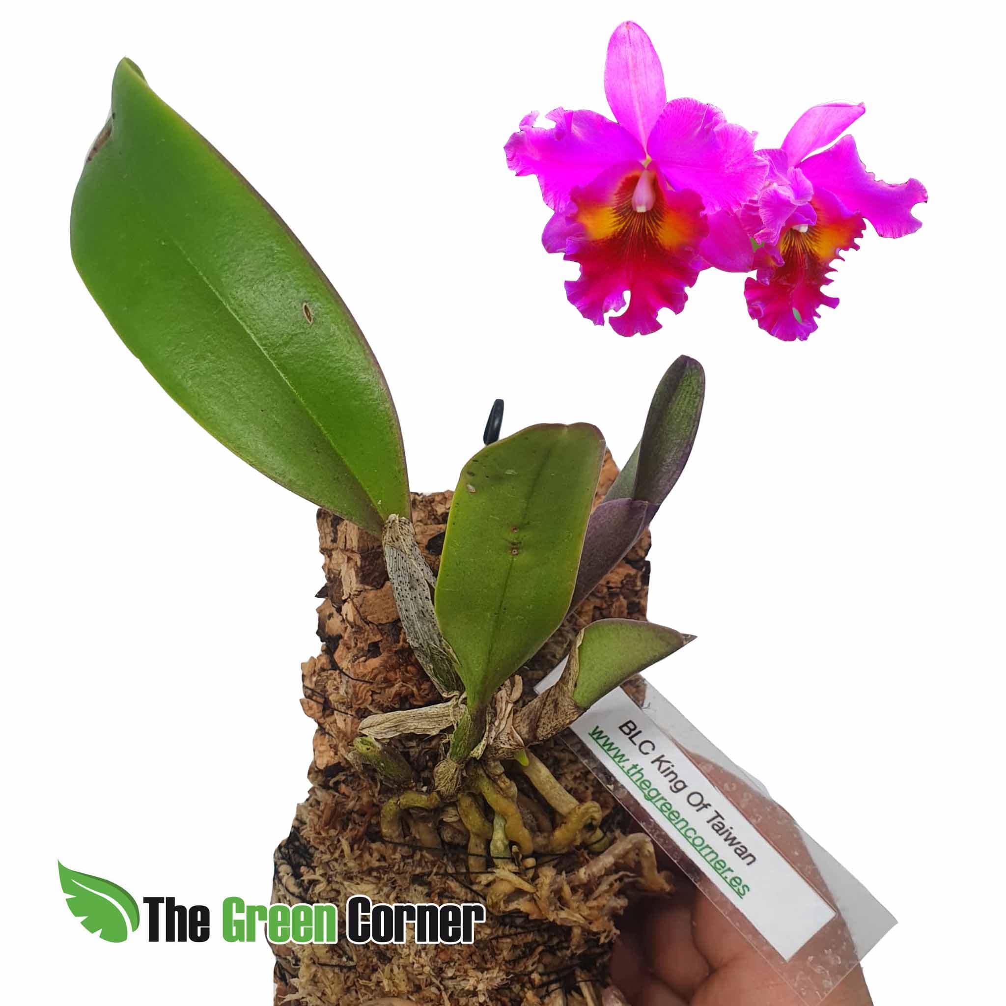 Brassolaeliocattleya King of Taiwan: Precioso hibrido primario con una floracion impresionante y una francia que no te dejaran indiferente.