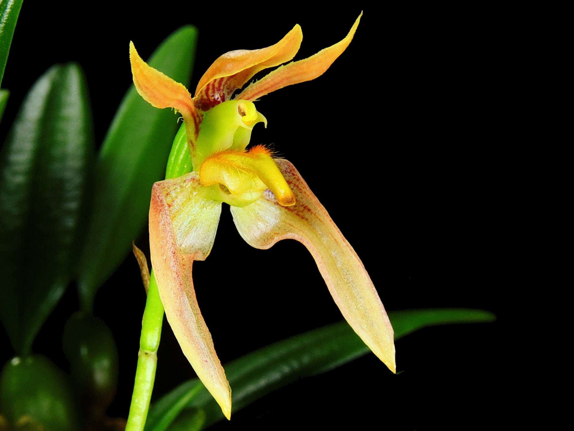 una de las floraciones mas impresionantes del mundo de las orquídeas.