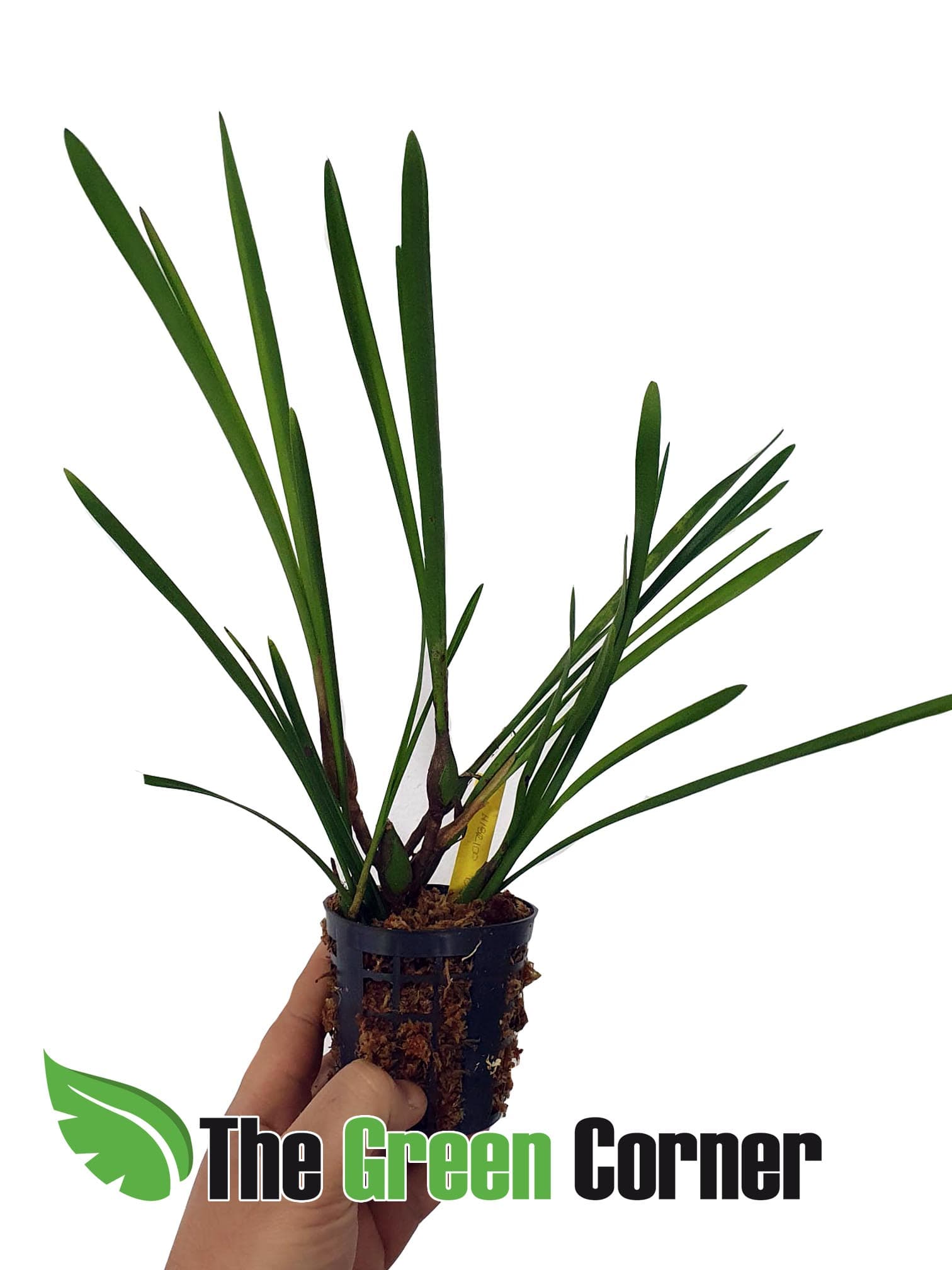 Bulbophyllum calyptratum: Orquidea africana muy dificil de conseguir