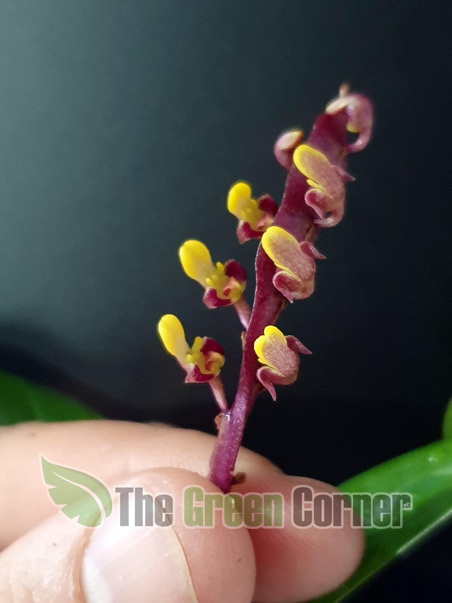  Bulbophyllum-Falcatum-o-Bulbophyllum-kewense . Floración exquisita en el mundo de las orquídeas de colección