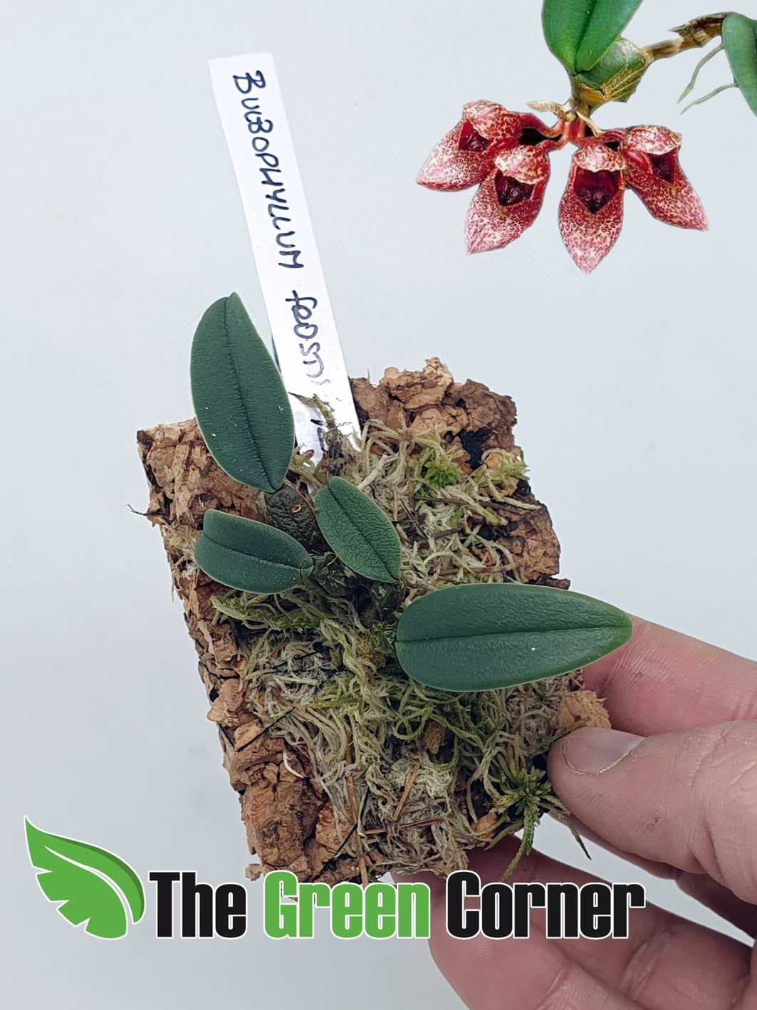 Bulbophyllum forstii: preciosa Orquídea botánica de colores azulados en sus hojas con una floración característica de esta familia.