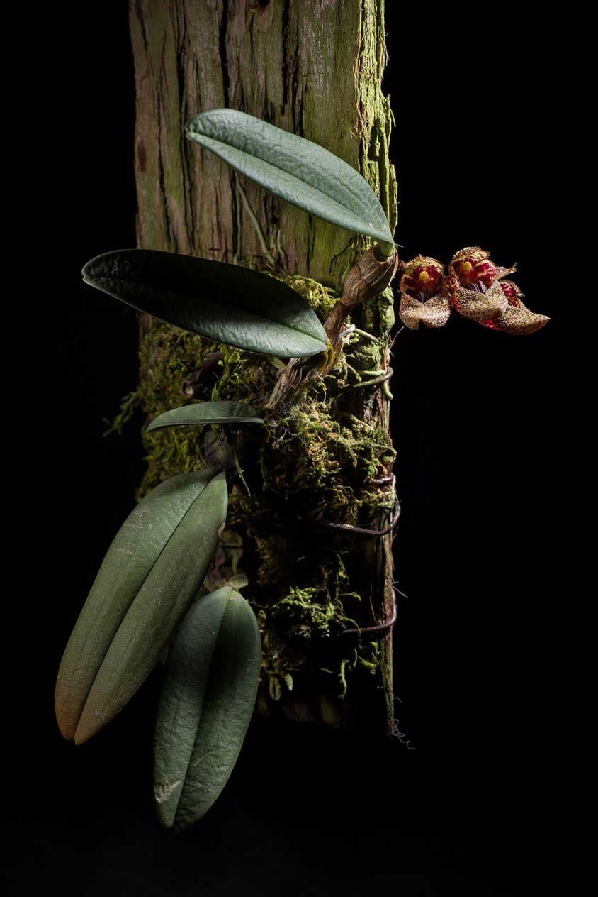 Bulbophyllum frostii: Orquidea de pequeño tamaño 3