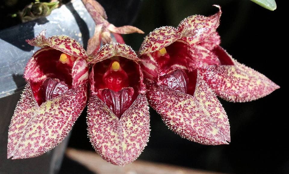 Bulbophyllum frostii: Orquidea de pequeño tamaño 4