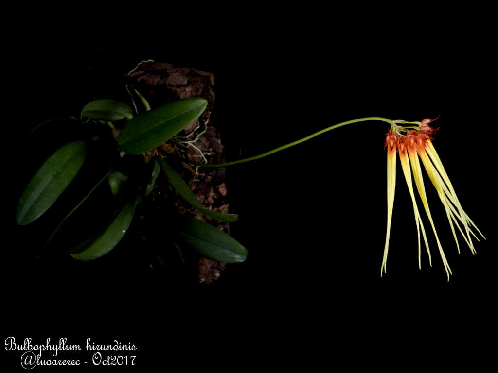 Bulbophyllum hirundinis: Orquidea Golondrina 3