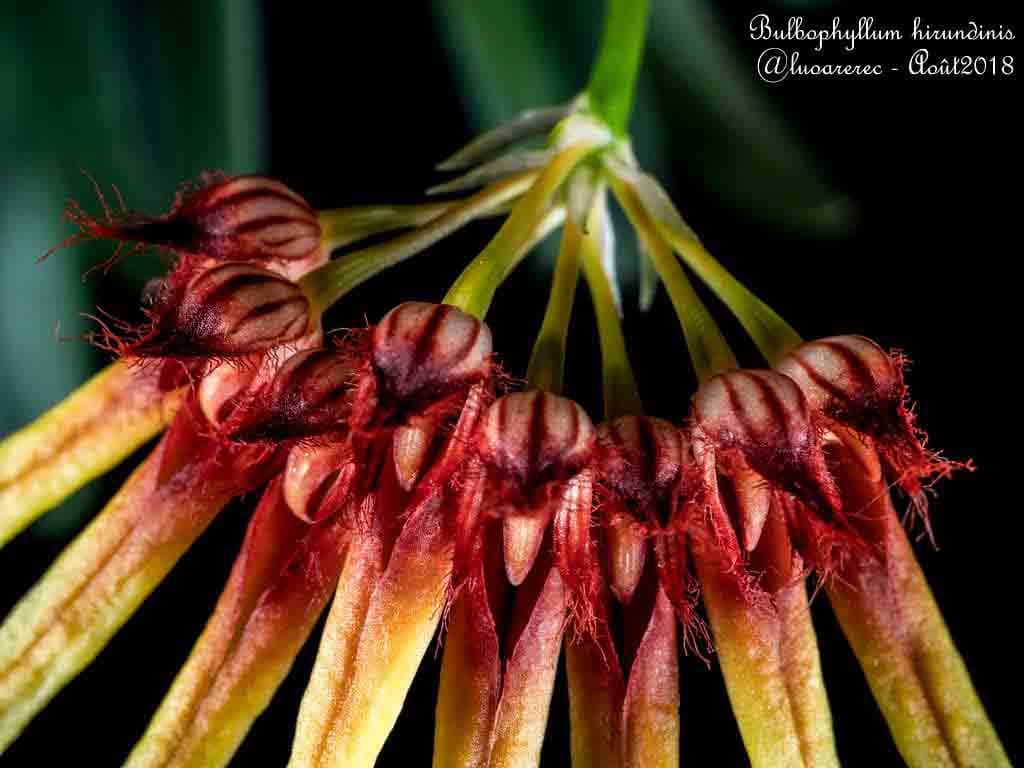 Bulbophyllum hirundinis: Orquidea Golondrina 4