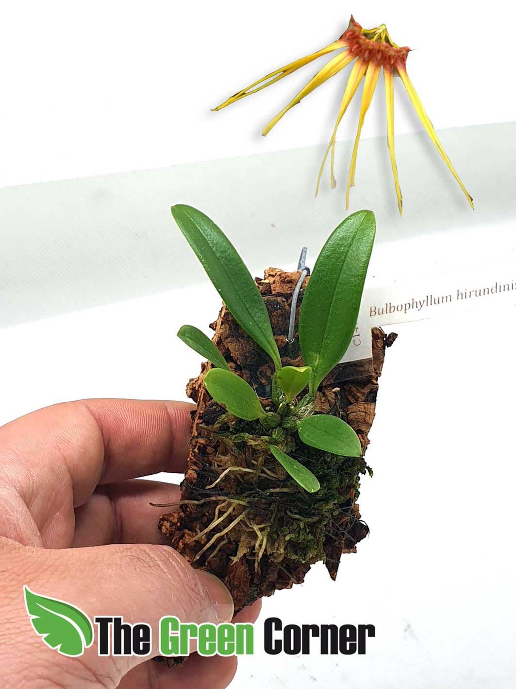 Bulbophyllum hirundinis: Orquidea Golondrina 2