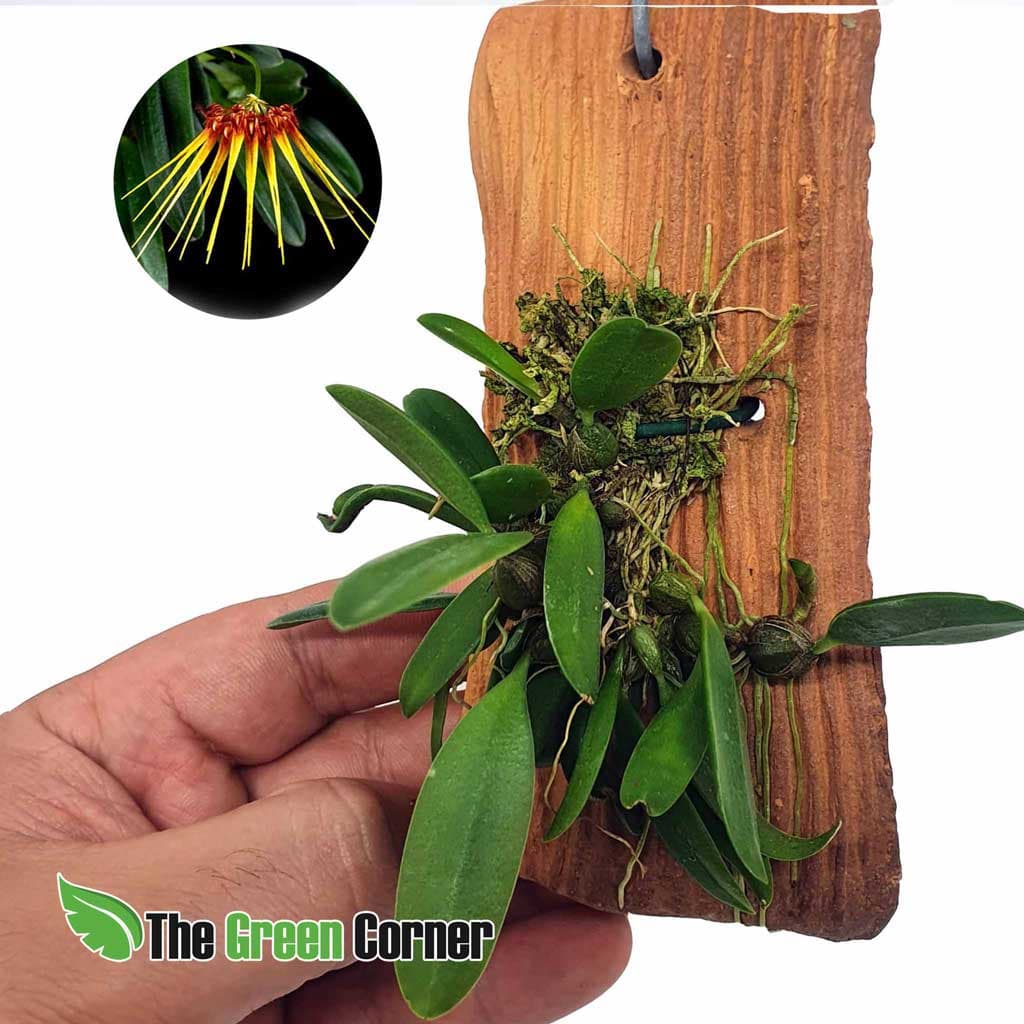 Bulbophyllum Hirundinis: Orquídea asiática de impresionante floración. Perfecta para terrarios y demas ecosistemas tropicales.