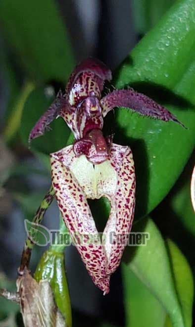 Bulbophyllum lasiochilum es una orquídea de pequeño tamaño
