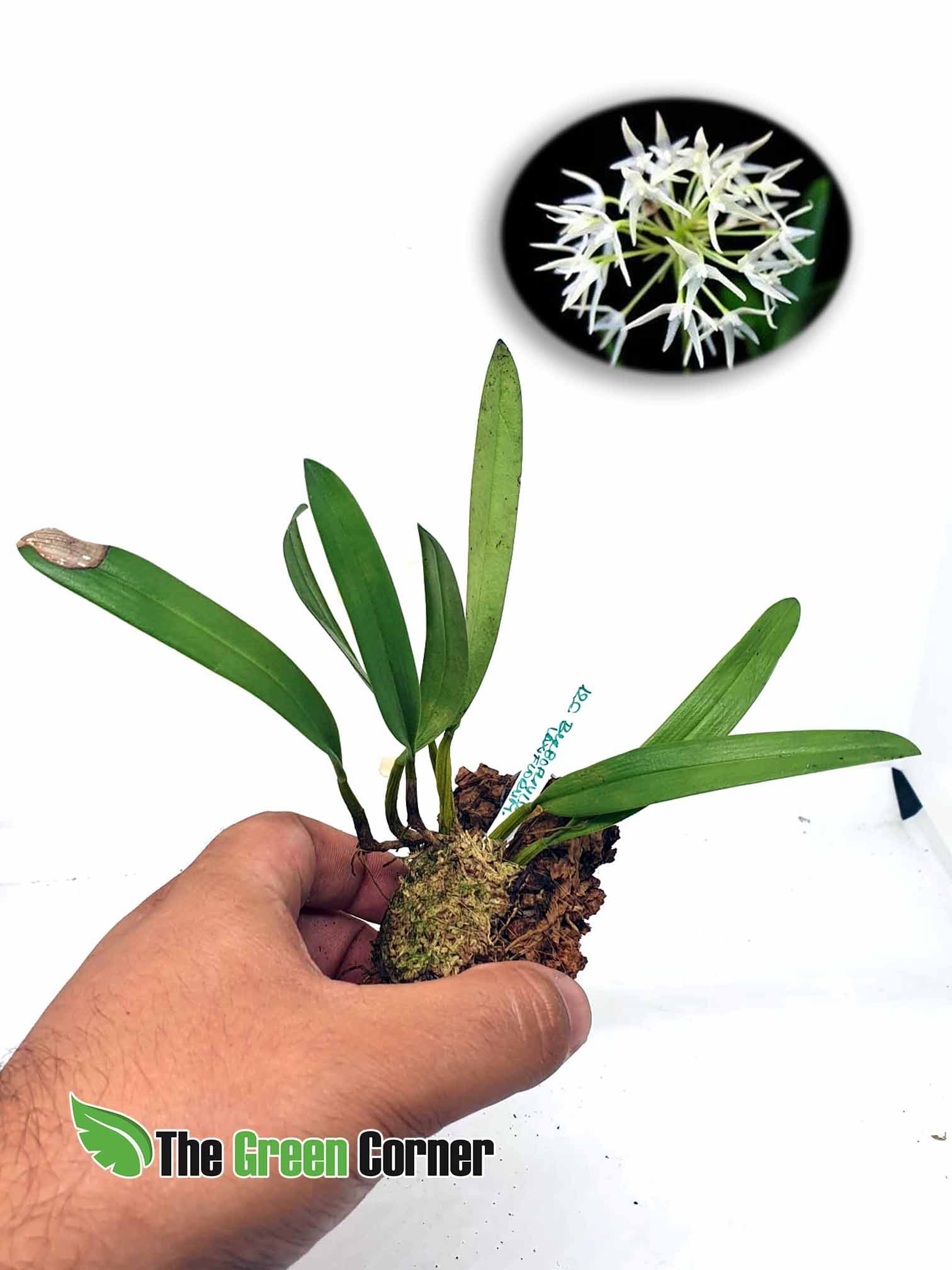 Bulbophyllum Laxiflorum: Preciosa especie de bulbophyllum con aroma a jazmín
