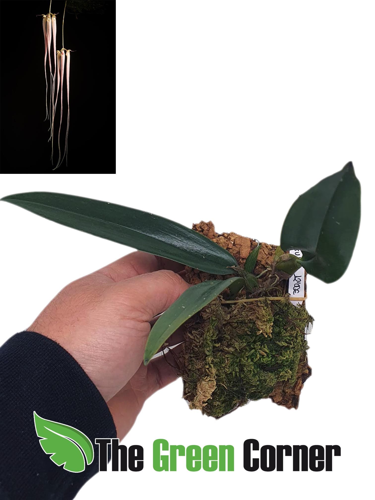 Bulbophyllum longissimum: Flores colgantes 2