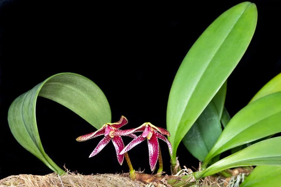 con mucha facilidad de floracion y de cuidados sencillos y asequibles.