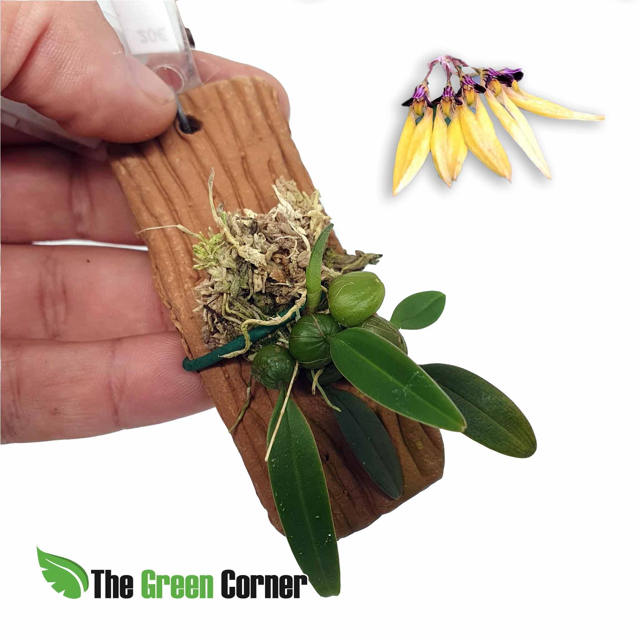 Bulbophyllum pumilio: Impresionante y rara especie del genero Bulbophyllum. Preciosas flores en ramillete para tu terrario.