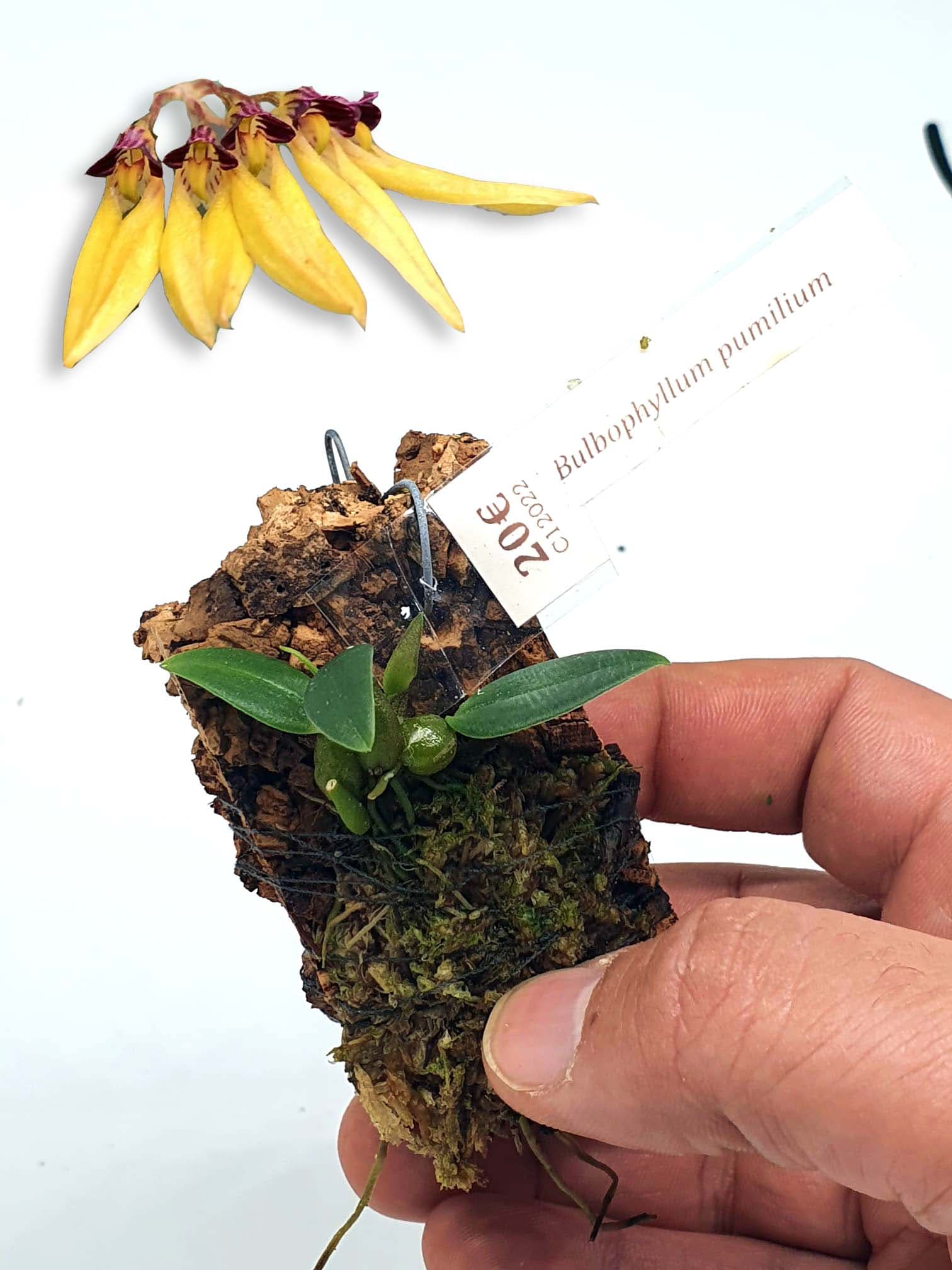 Bulbophyllum pumilio: Orquídea de pequeño tamaño 2