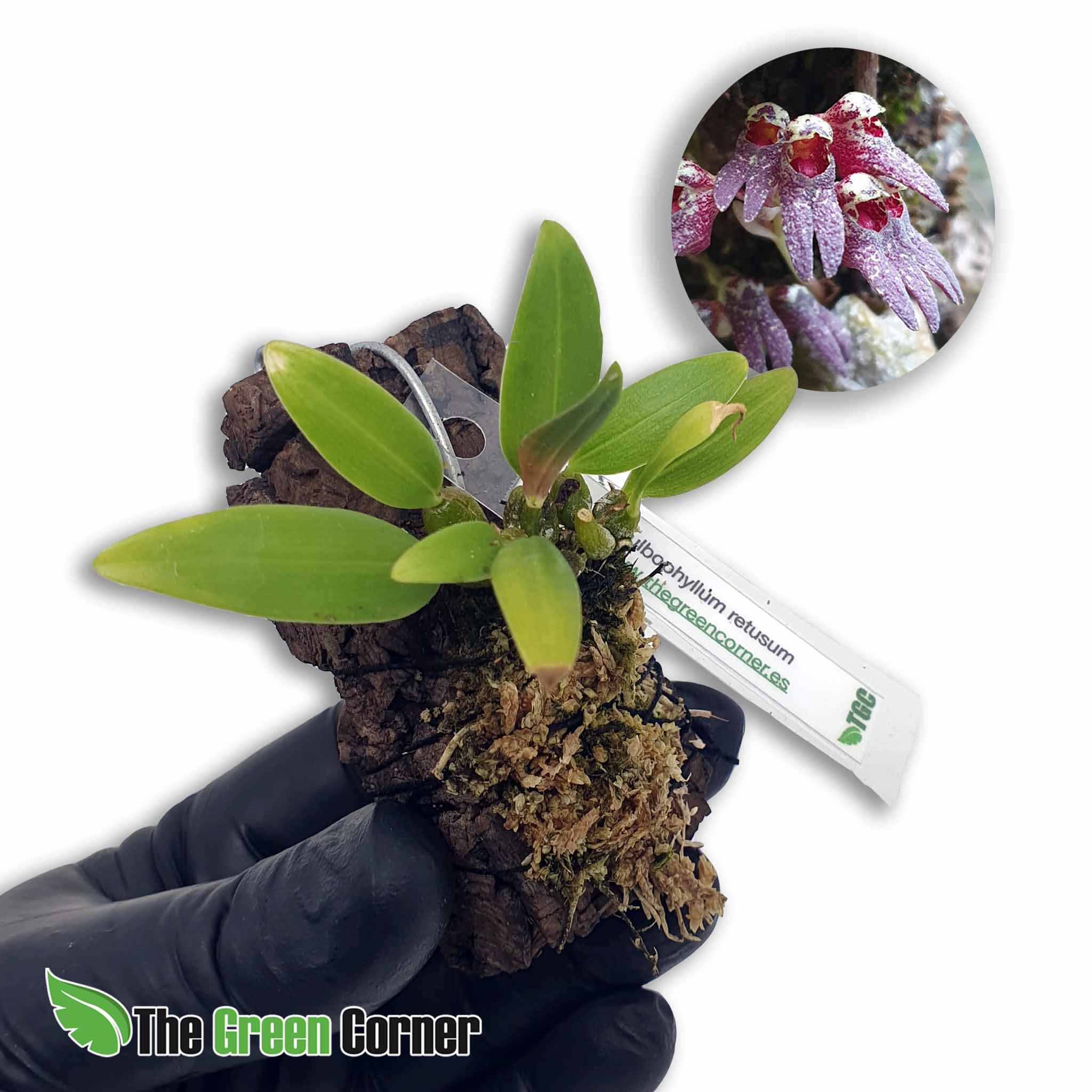 Bulbophyllum-retusum: Rara y preciosa especie de bulbophyllum. una de las orquideas con mayor interés botánico por su rareza y exclusividad.