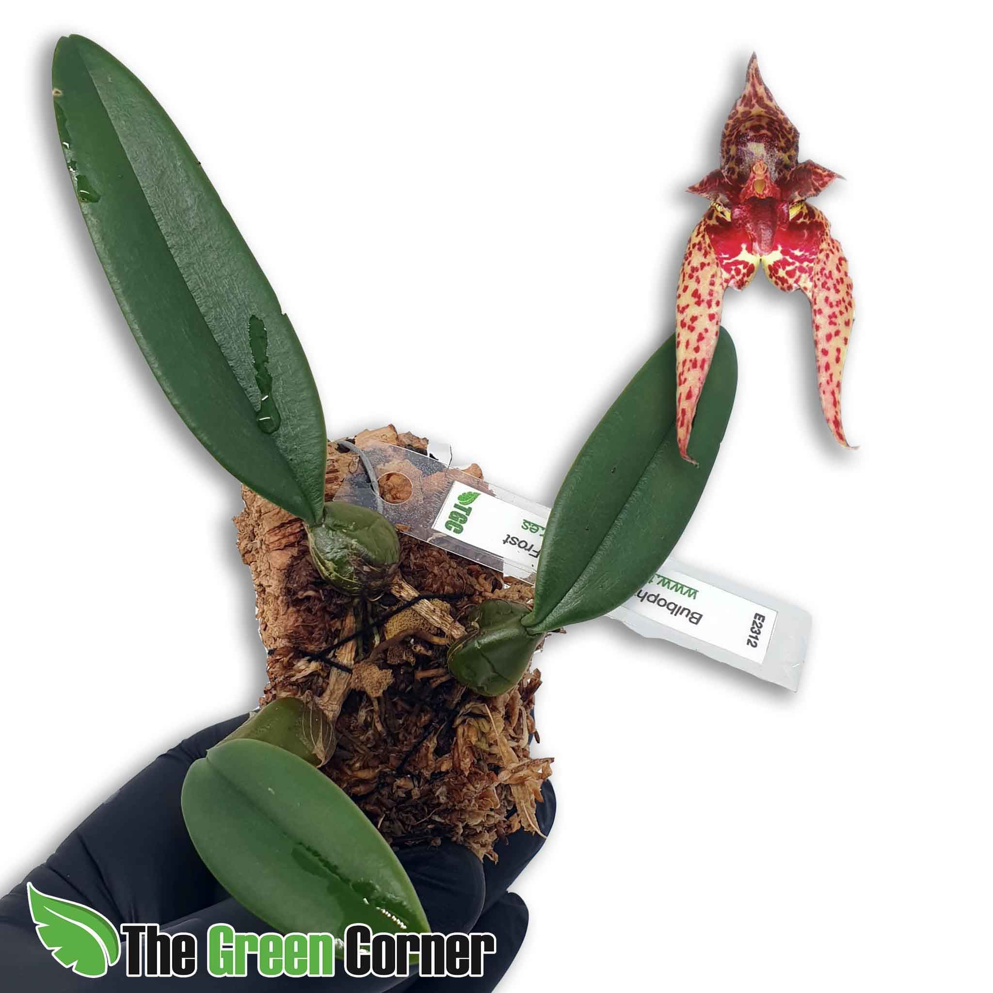 Bulbophyllum Senne Frost: Precioso híbrido de Bulbophyllum con una floración Rosada