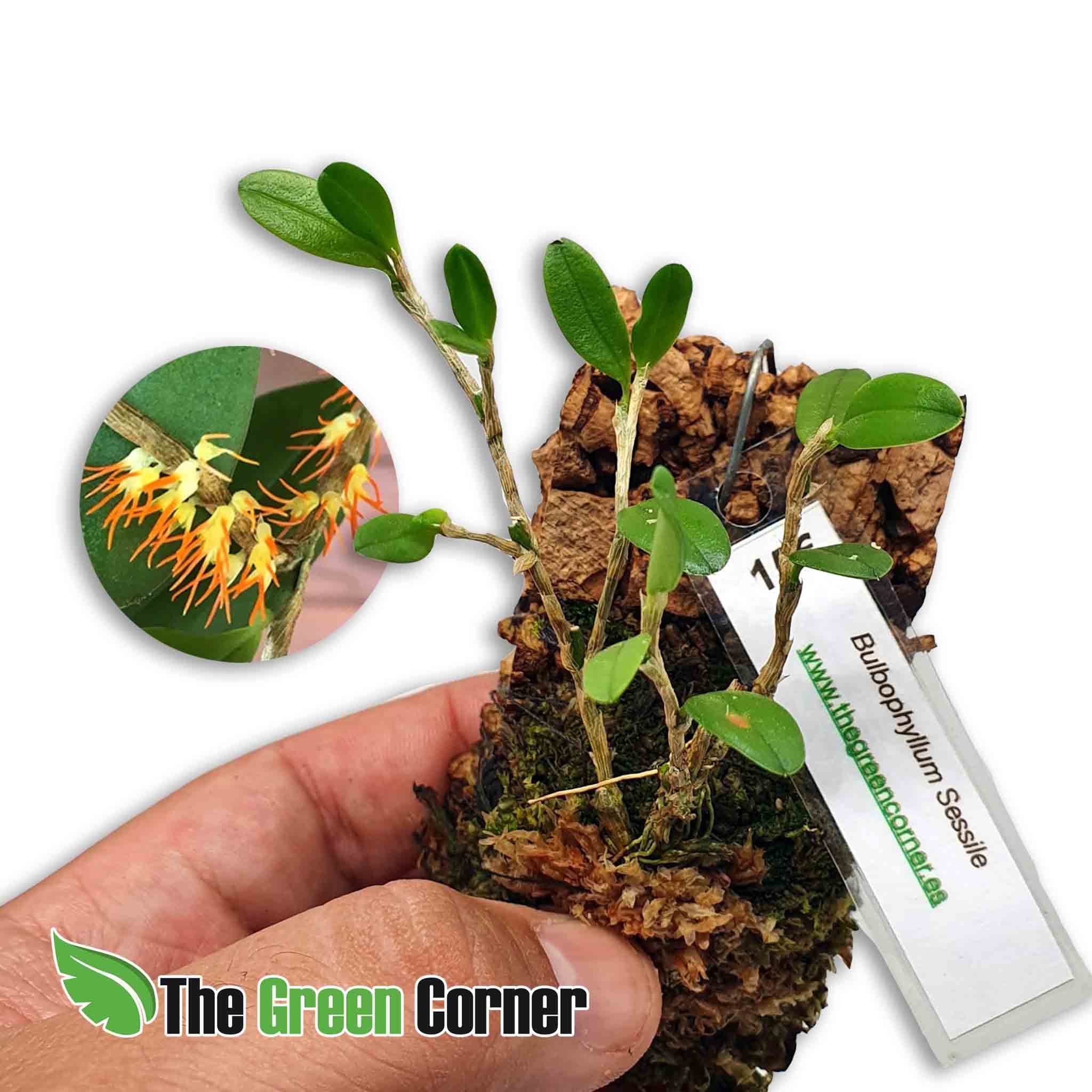 Bulbophyllum Sessile es una especie de orquídea en miniatura. Esta orquídea epífita se origina en varios lugares del sudeste asiático.