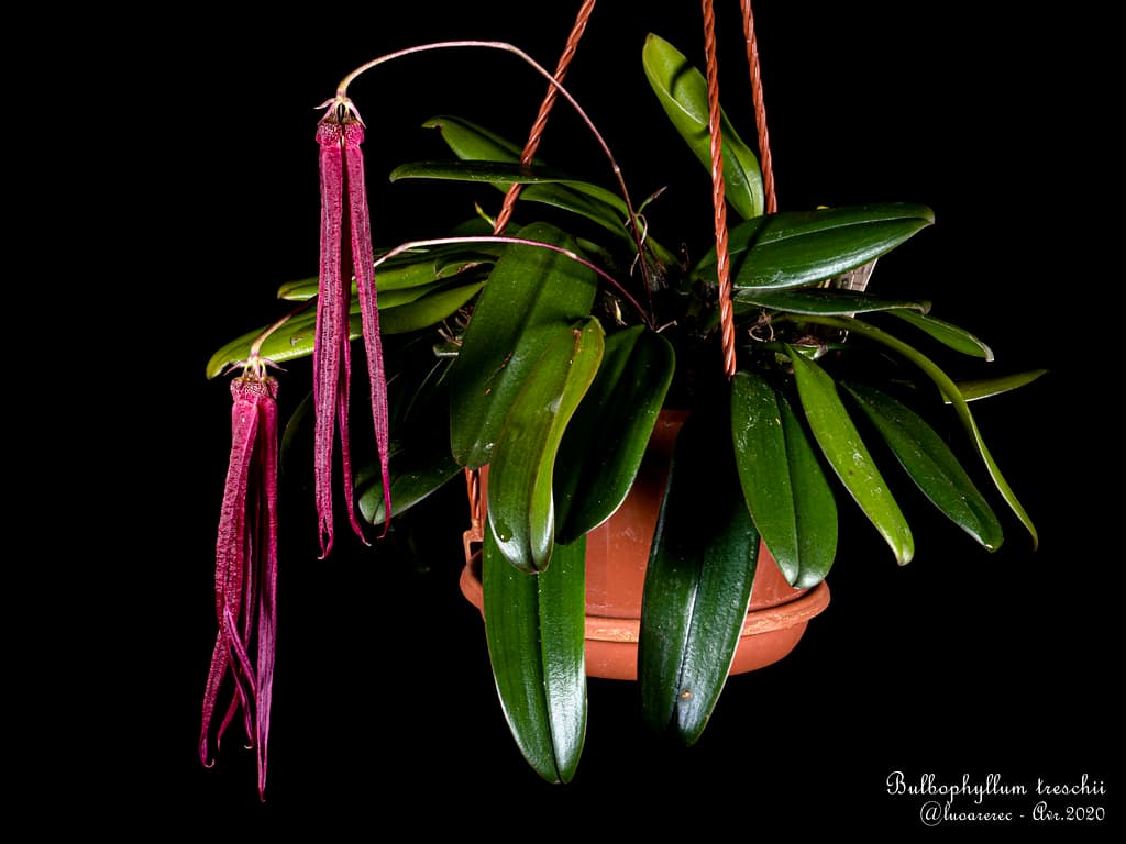 Bulbophyllum treschii: Orquidea de pequeño tamaño 4