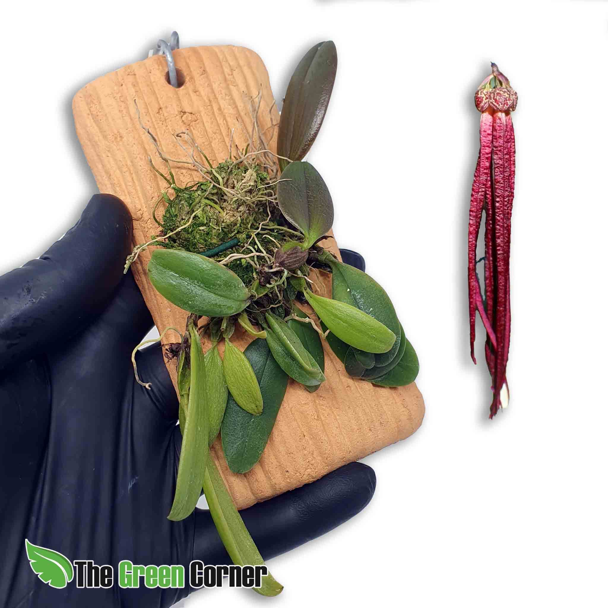 Bulbophyllum treschii: Impresionante Orquídea de origen asiático. Una floración diferente a cualquier Orquídea del genero