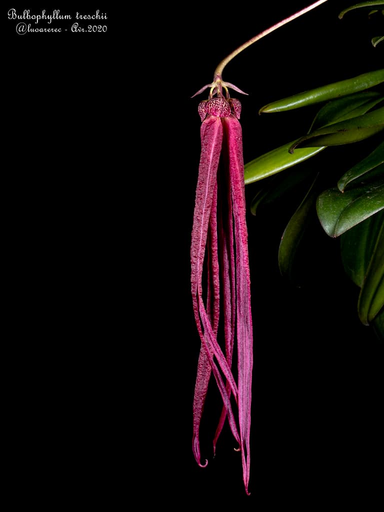 Bulbophyllum treschii: Orquidea de pequeño tamaño 2