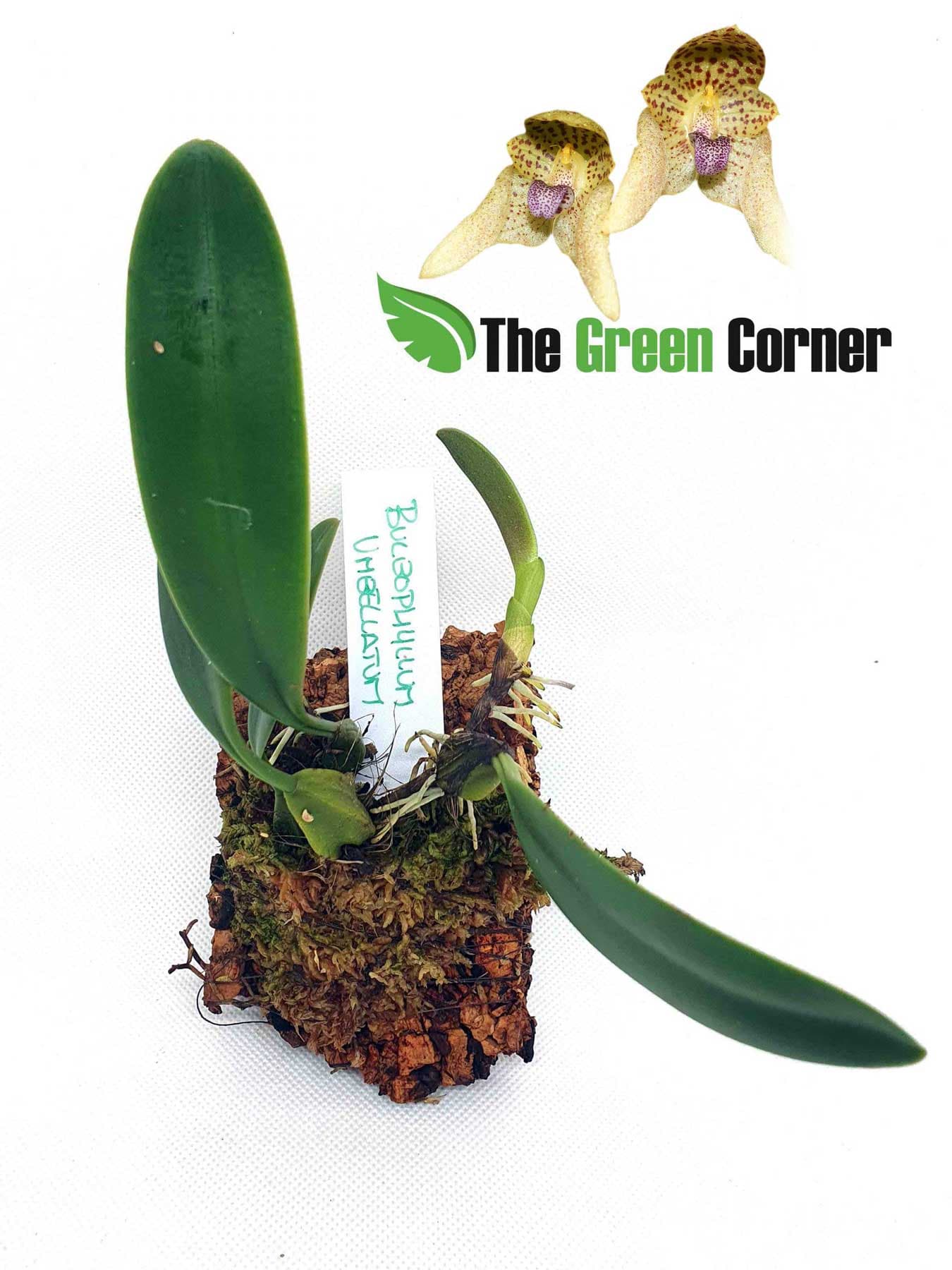 Bulbophyllum umbelatum. Híbrido primario de la familia de los Bulbophyllum. Una variedad a tener en cuenta sin lugar a dudas.