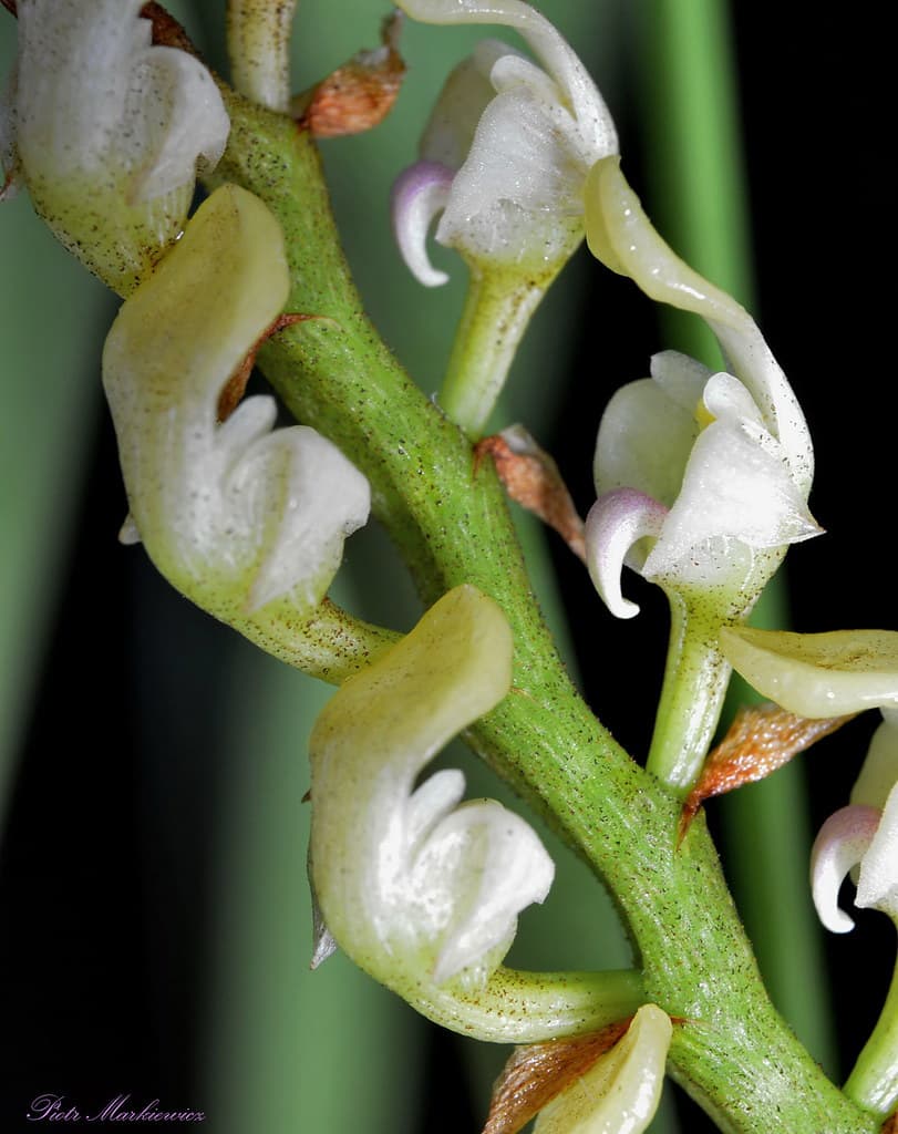 Bulbophyllum calyptratum var. graminifolium 3