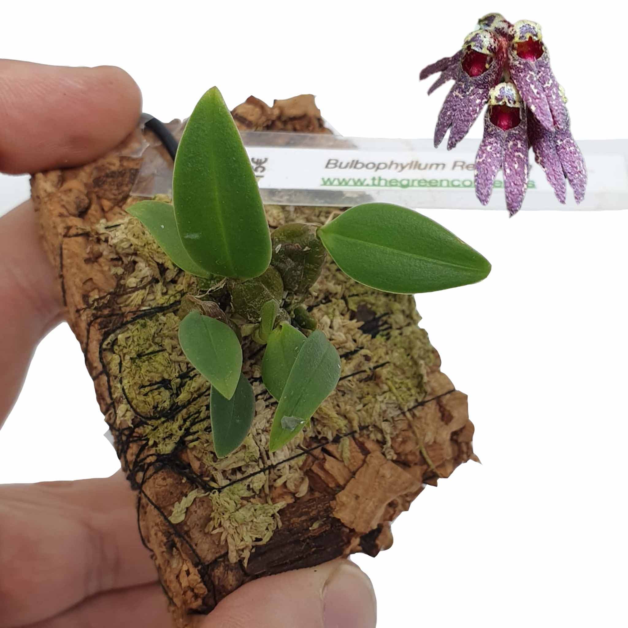 Bulbophyllum retusum: Orquidea de pequeño tamaño 2