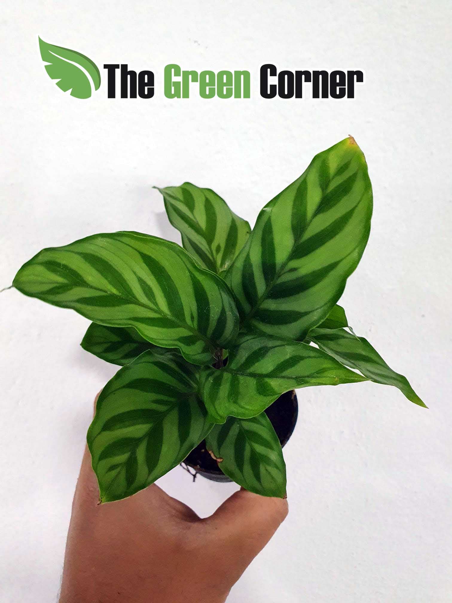 Calathea spp: planta para terrario con una colracación impresionante
