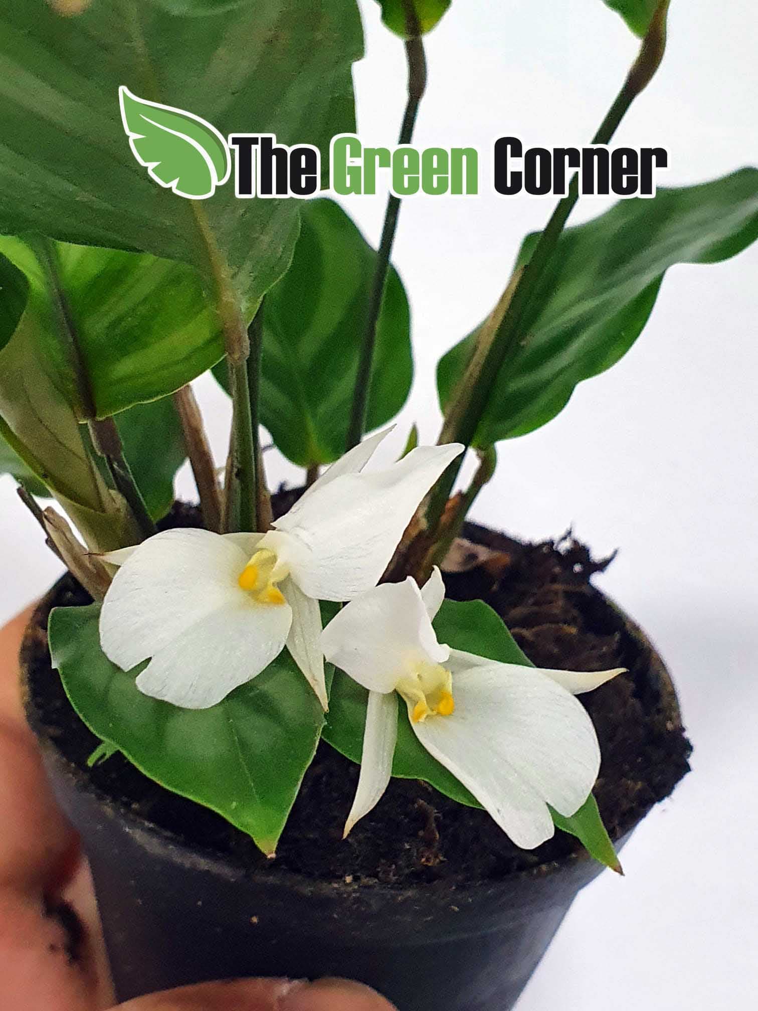 Calathea spp. 3