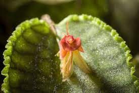 Lepanthes tentaculata x calodiction 4