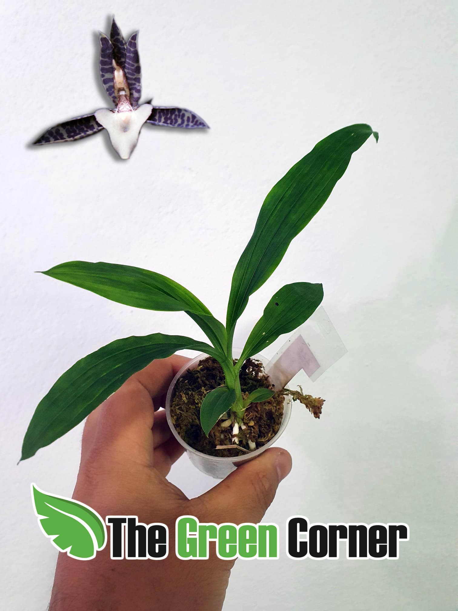 genero codiciado por el aroma penetrante de sus flores.