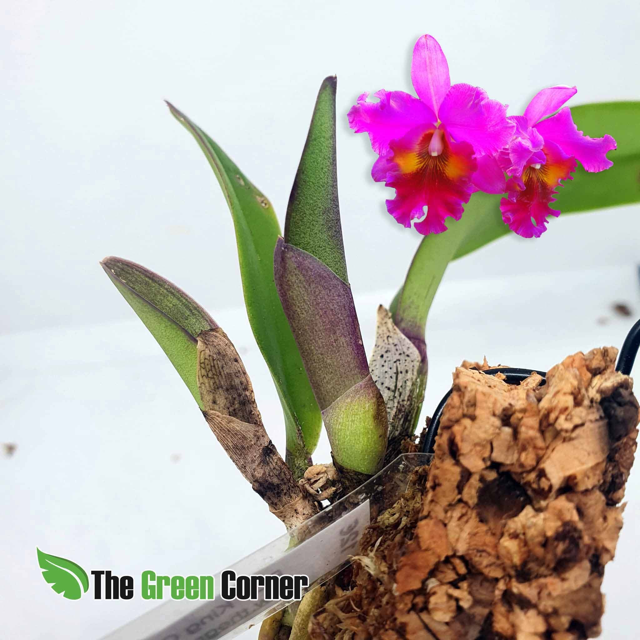 BrassolaelioCattleya (BLC) King of Taiwan 2