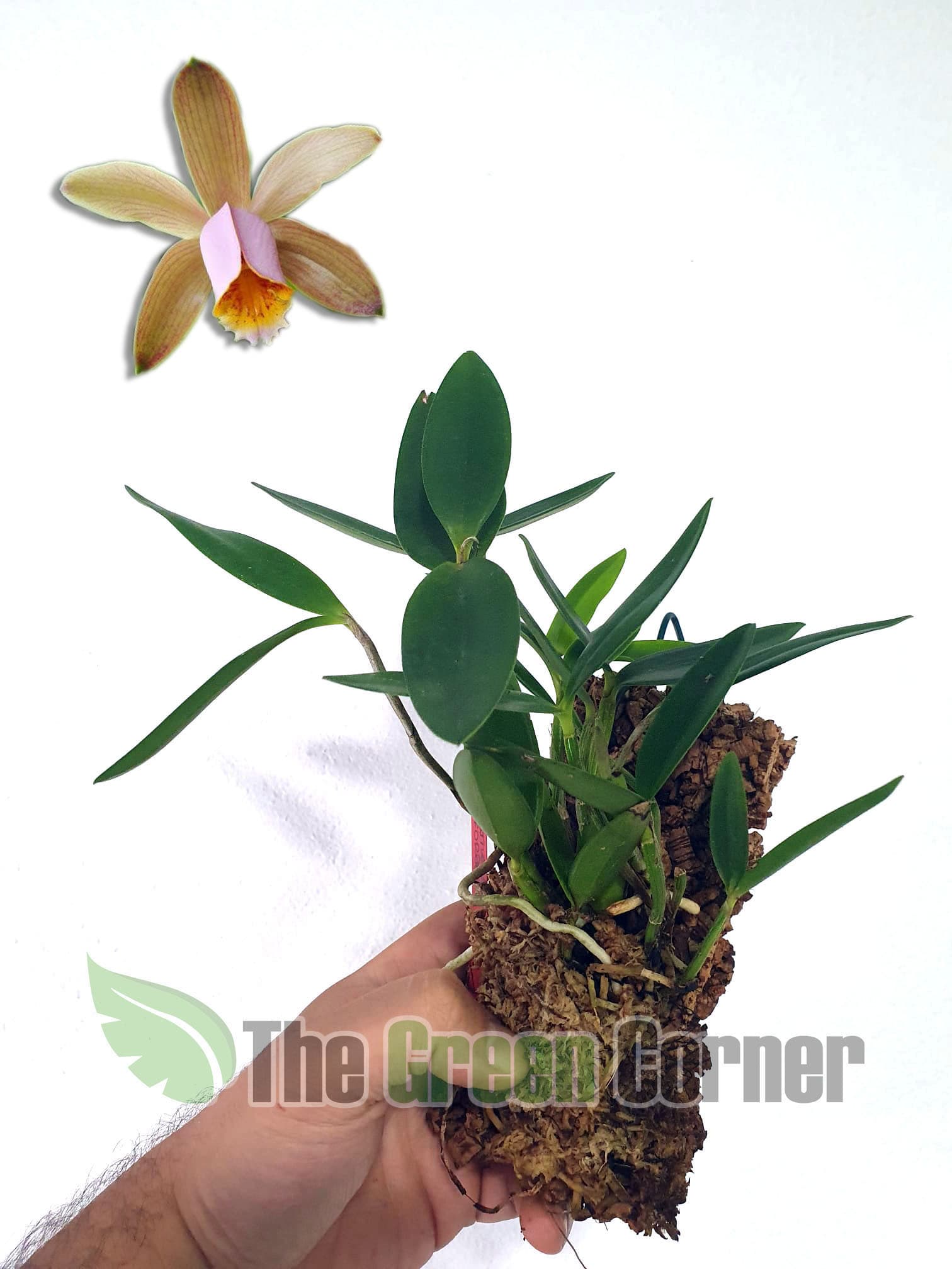 Cattleya forbesi: Preciosa variedad del genero