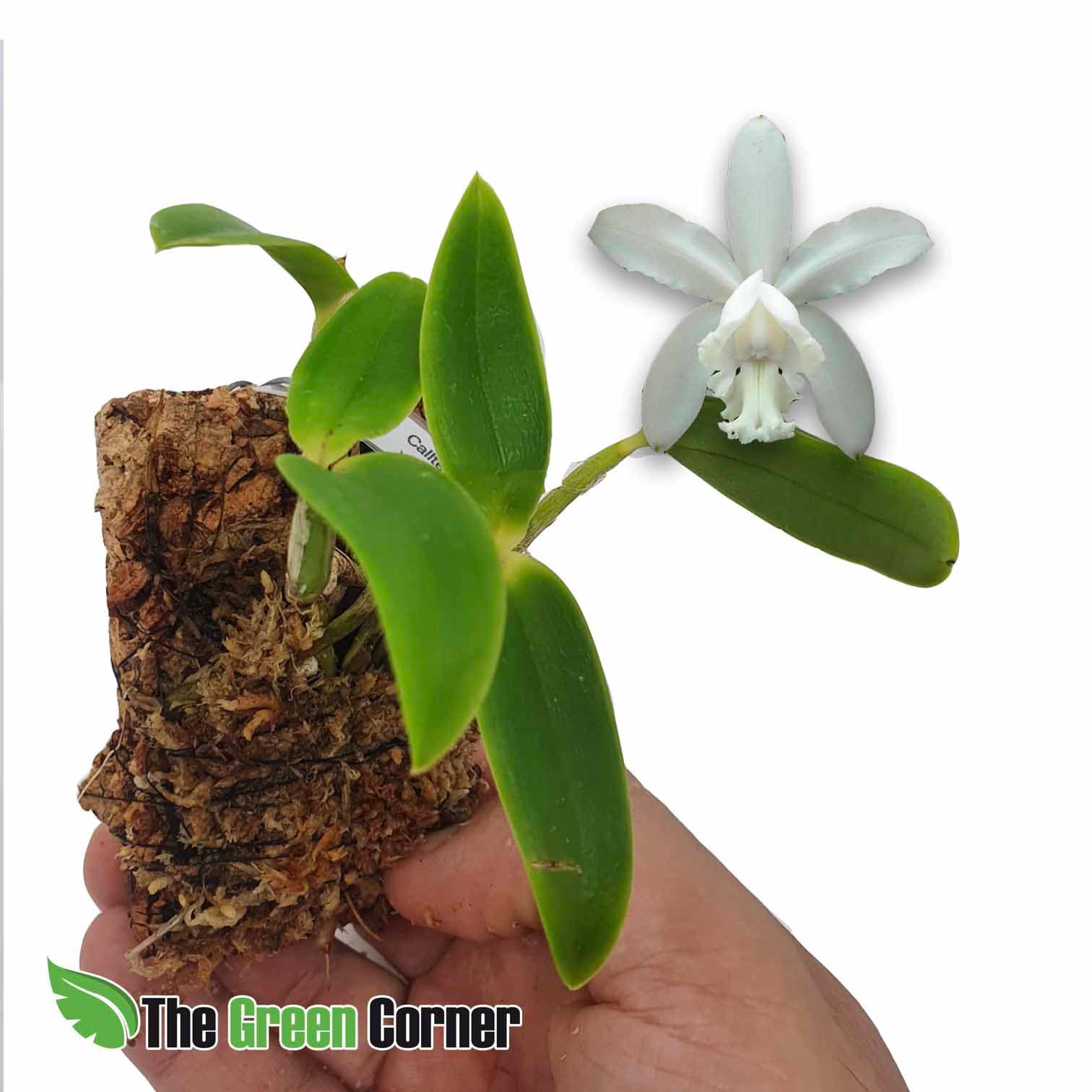 Cattleya intermedia alba: preciosa cattleya botanica