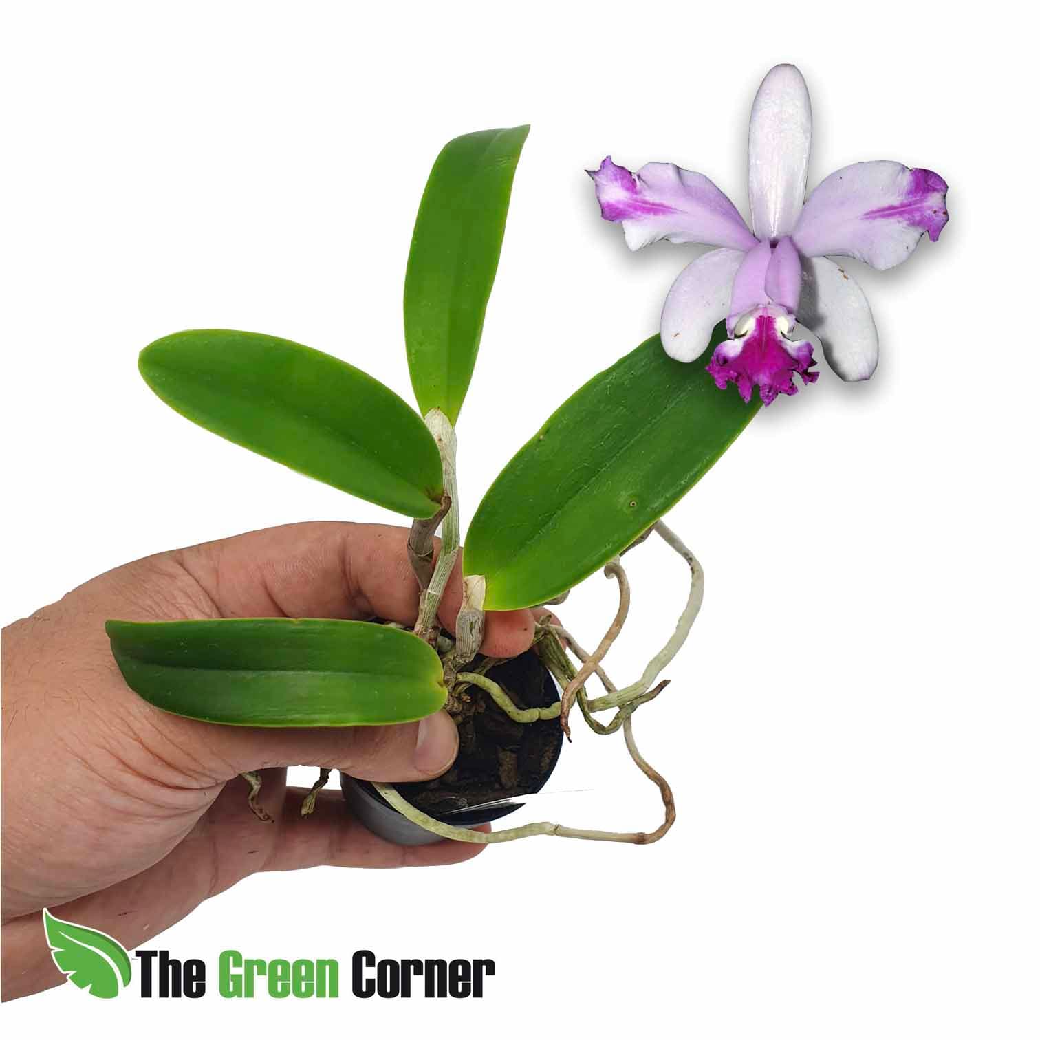 Cattleya intermedia aquini: preciosa cattleya botanica