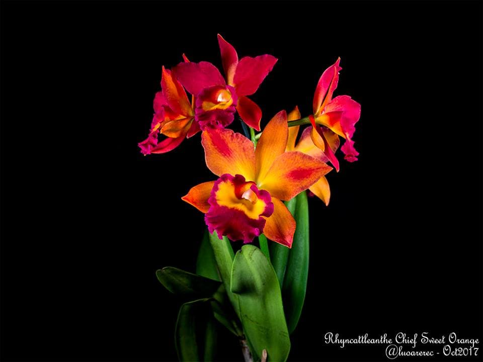 Rhyncattleanthe Chief Sweet Orange: Hibrido primario Naranja 3