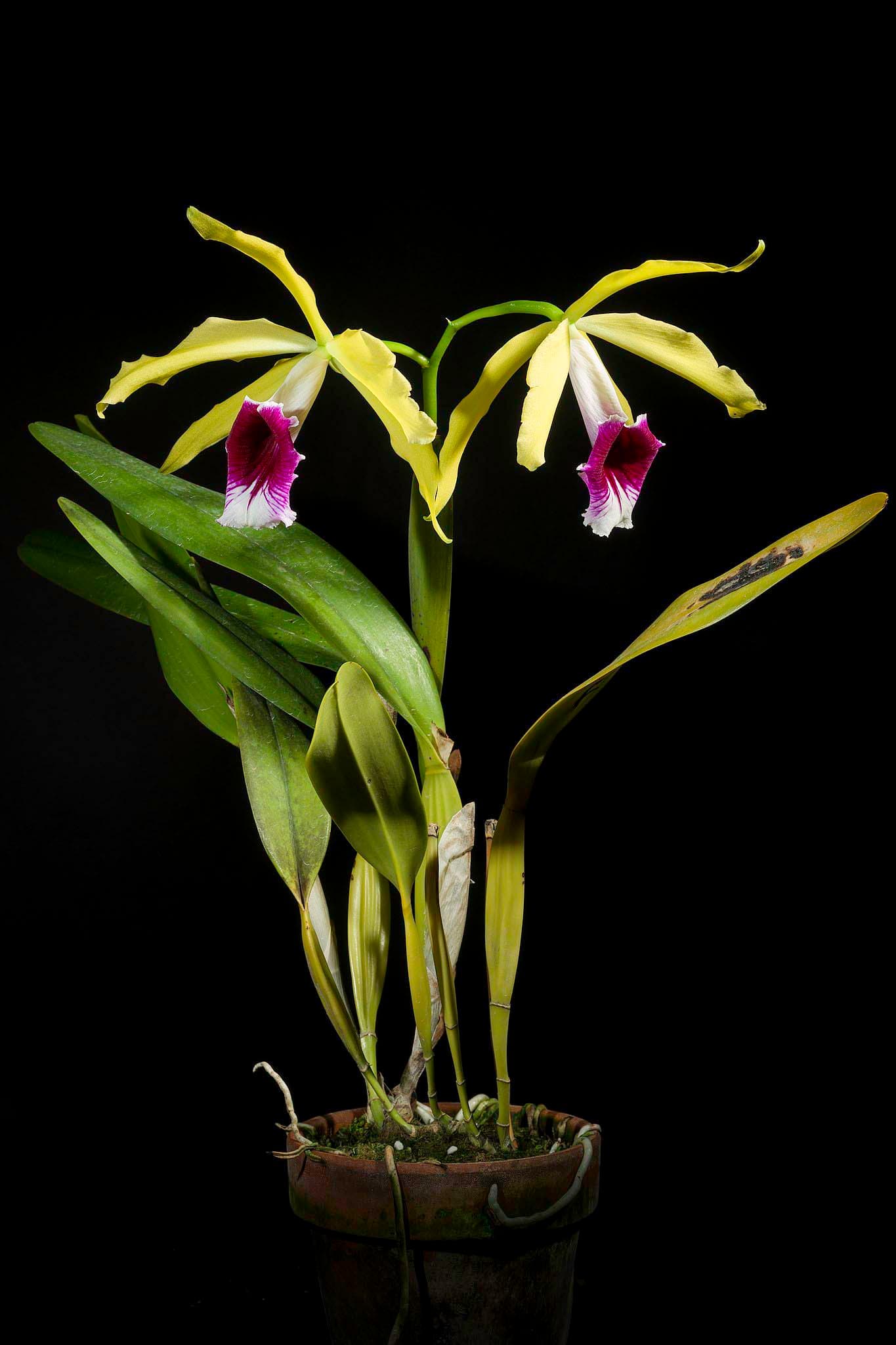 Cattleya tenebrosa: Cattleya de tamaño medio 3