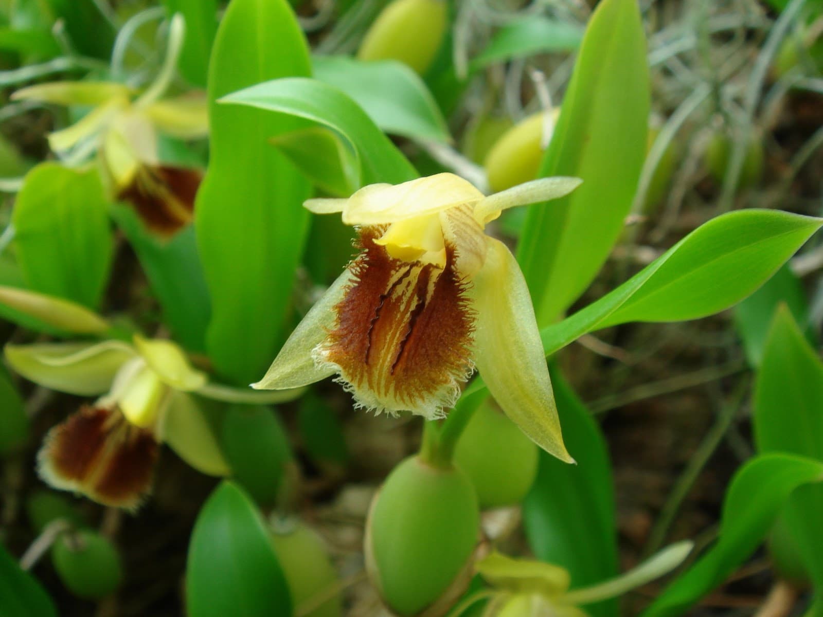 Coelogyne fimbriata: Orquidea de pequeño tamaño 4