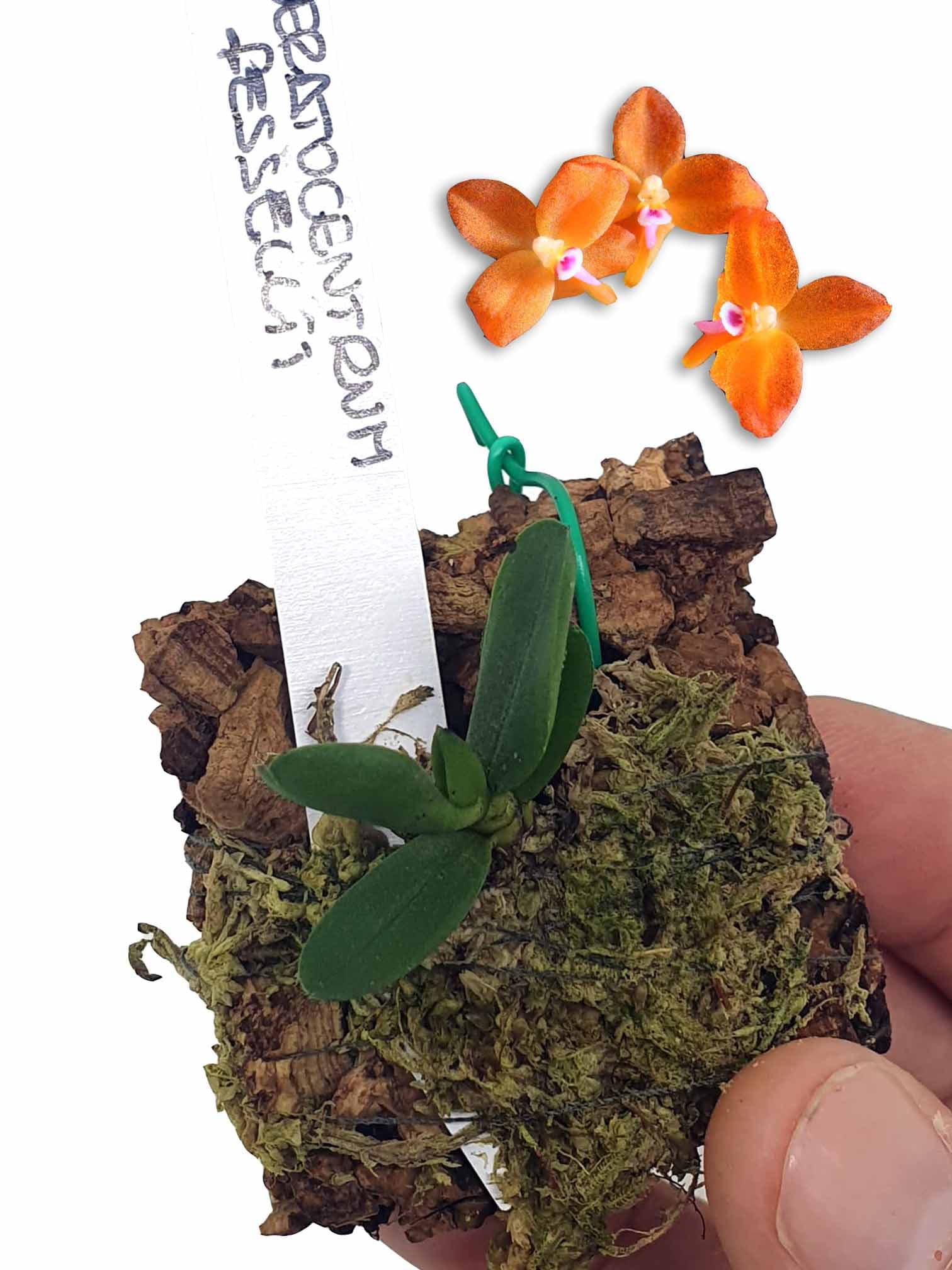 Ceratocentron fesselii: Preciosa Orquídea que recuerda a las demandadas sophonitis
