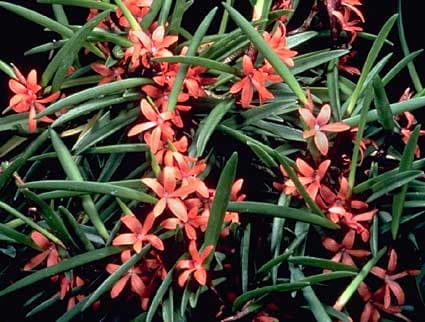 Ceratostylis rubra 3