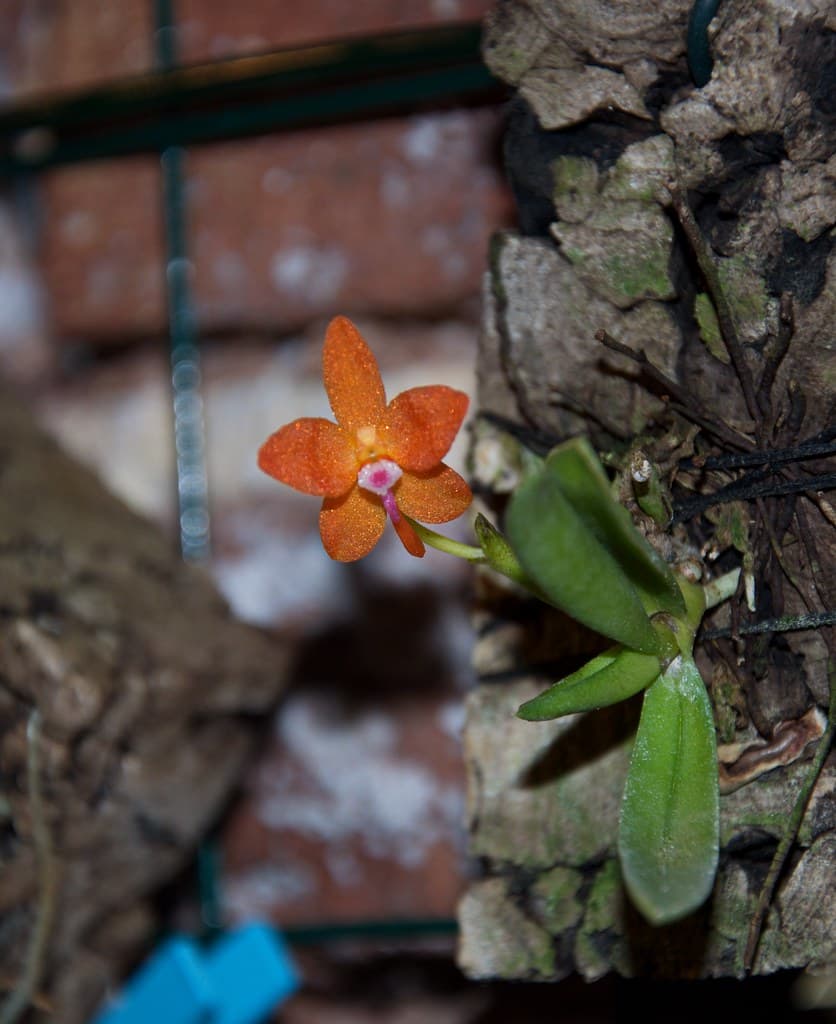 una floración en naranja intenso impresionante
