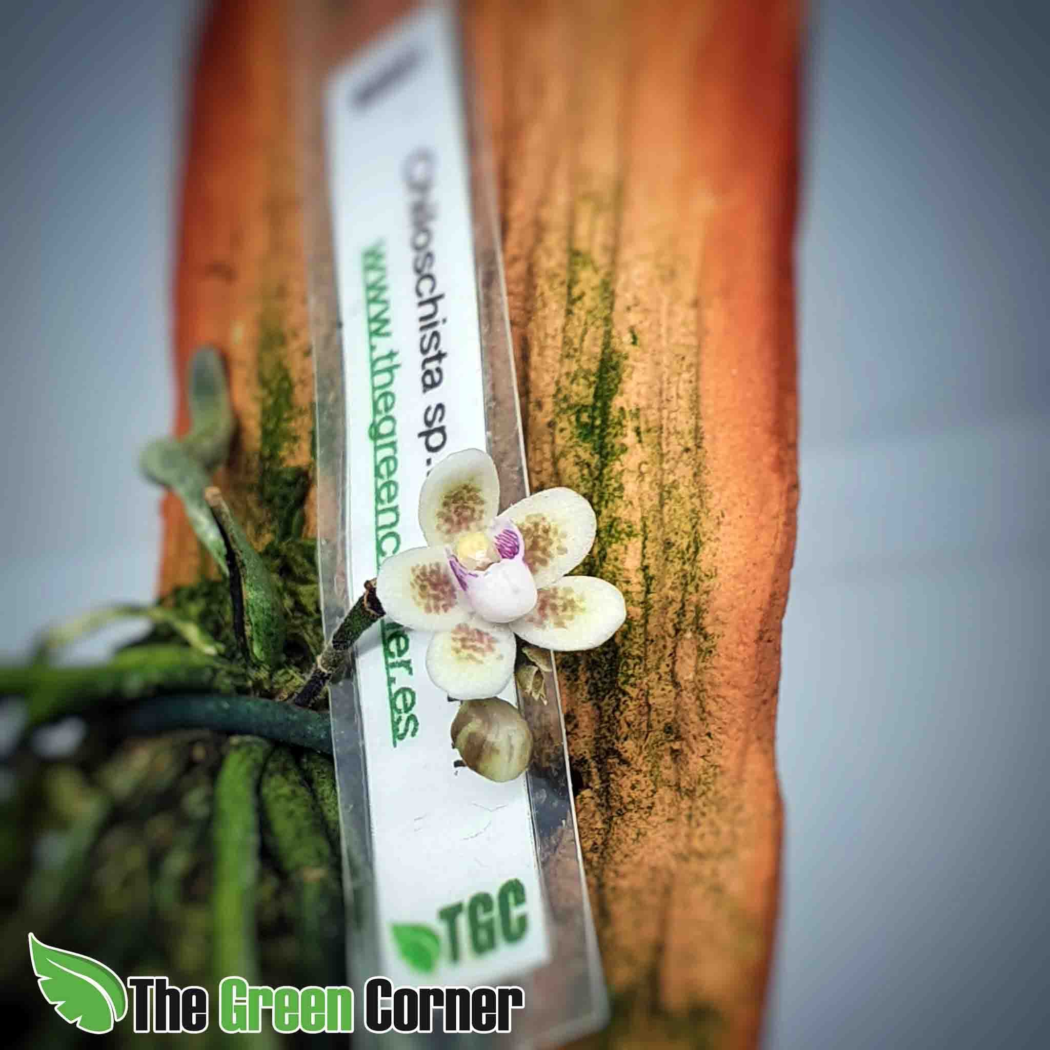 con una floracion Rosa fuera de lo comun. Ejemplar de coleccion.
