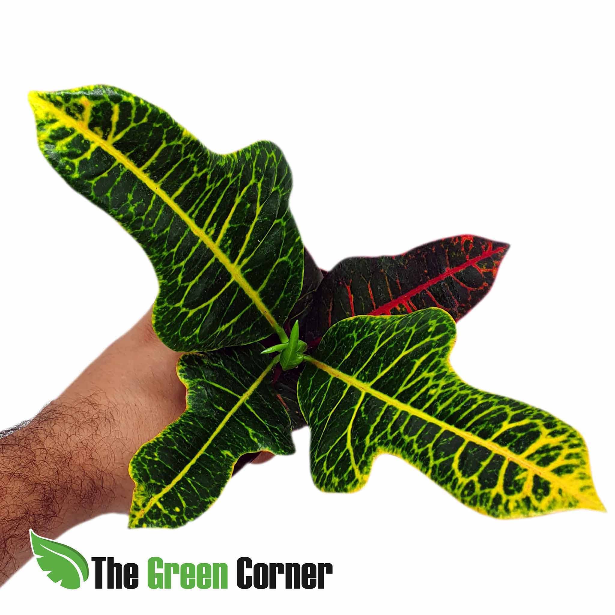 El crotón es una de las plantas de interior que posee la mayor gama de colores vivos en sus hojas. Estas son duras y resistentes.