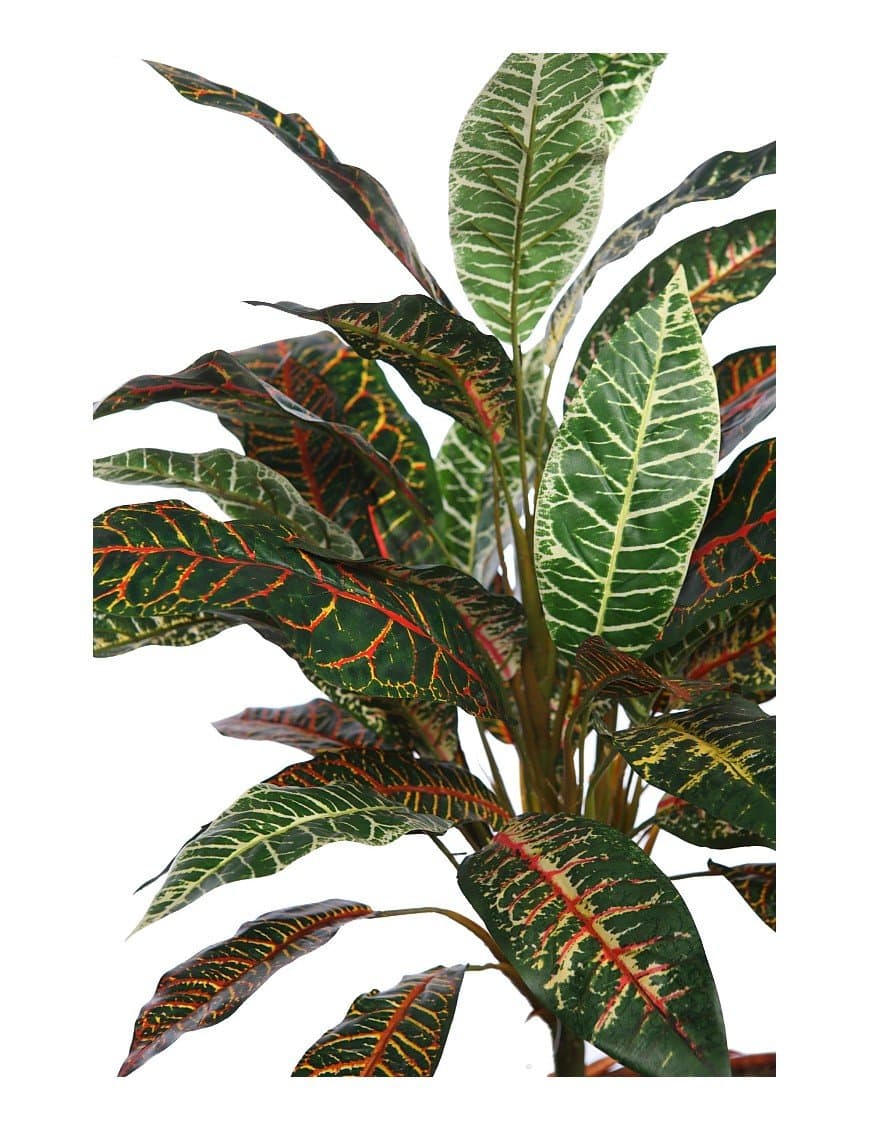 Planta Croton 70cm 2