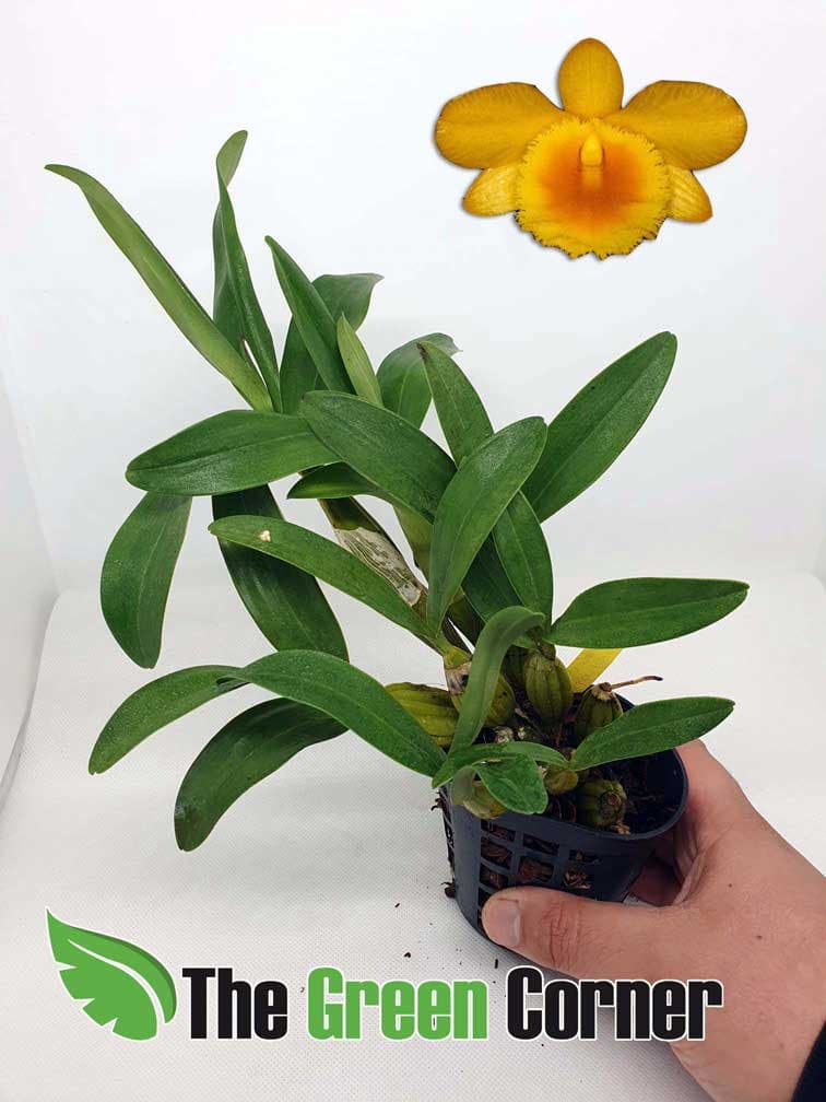 Dendrobium chrysotoxum: Preciosa Orquidea de grandes racimos florales amarillos intensos