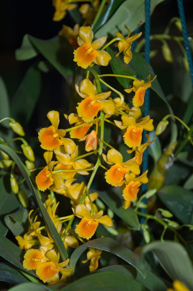 Dendrobium chrysotoxum: Orquidea de tamaño medio 3