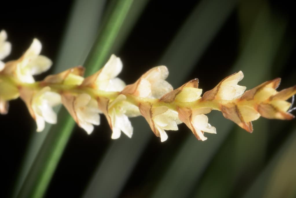 Dendrochillum tenellum: Orquidea de pequeño tamaño 3