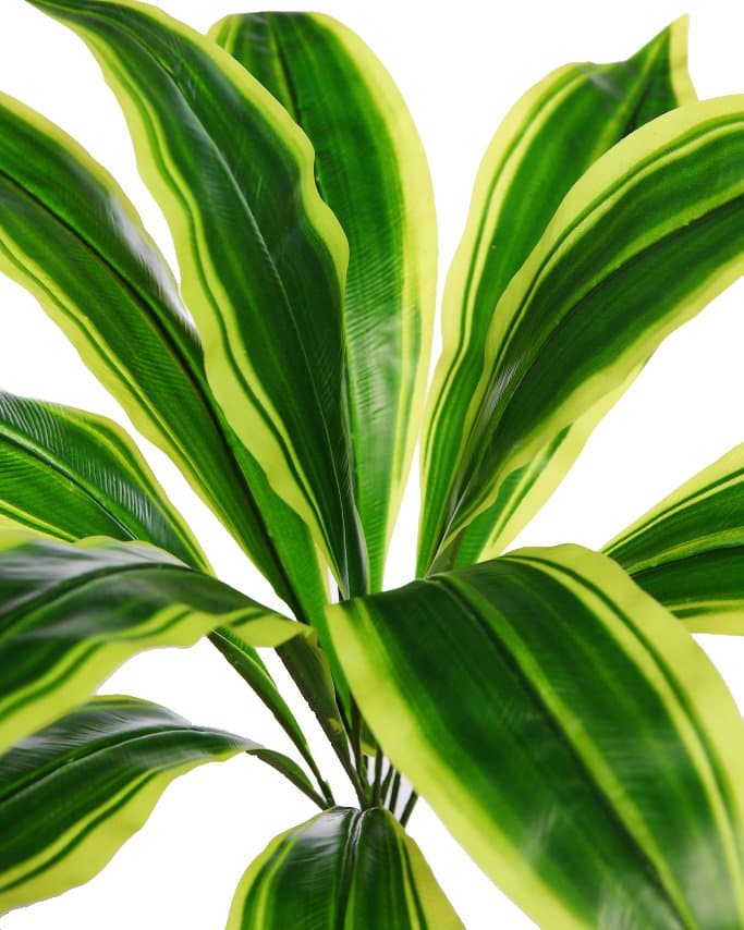 pensadas para colocar en pequeños ecosistemas domesticos y en jardines verticales artificiales