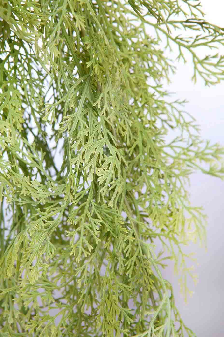 Planta Colgante mini hoja 2